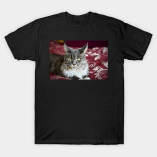 Cat Maine Coon gray / Swiss Artwork Photography T-Shirt